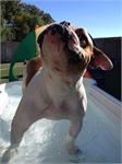 Daycare pic - Rowdy